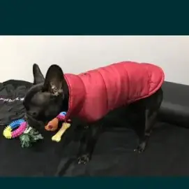 Bespoke clothing for dogs