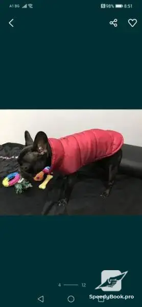 Bespoke clothing for dogs