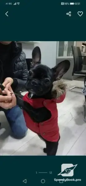Bespoke clothing for dogs