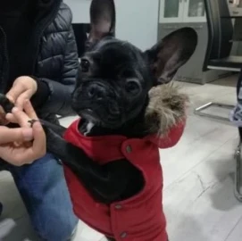 Bespoke clothing for dogs