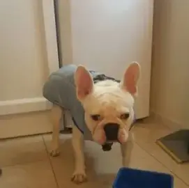 Bespoke clothing for dogs