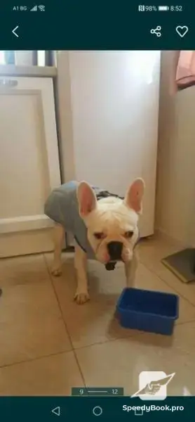 Bespoke clothing for dogs