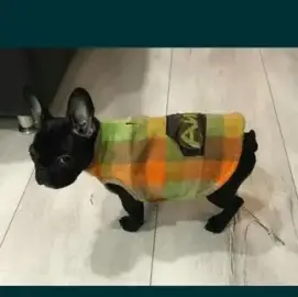 Bespoke clothing for dogs