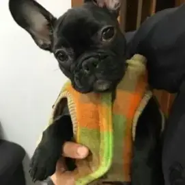 Bespoke clothing for dogs