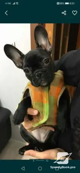 Bespoke clothing for dogs