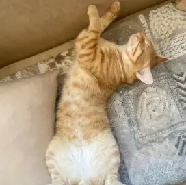 Dog and cat sitter