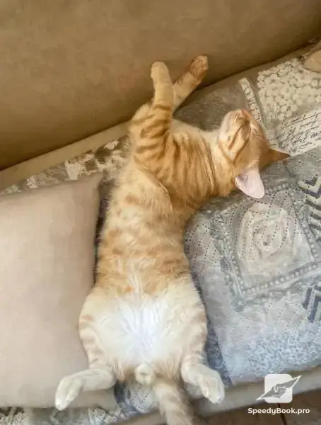 Dog and cat sitter
