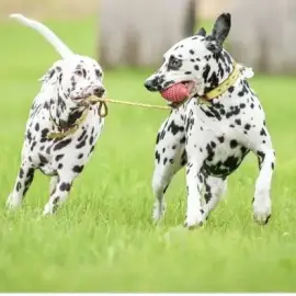 Walks and services for your dog