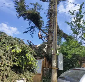 Cutting of hazardous trees cleaning and removal