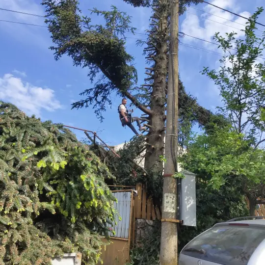 Рязане на опасни дървета почистване и извозване