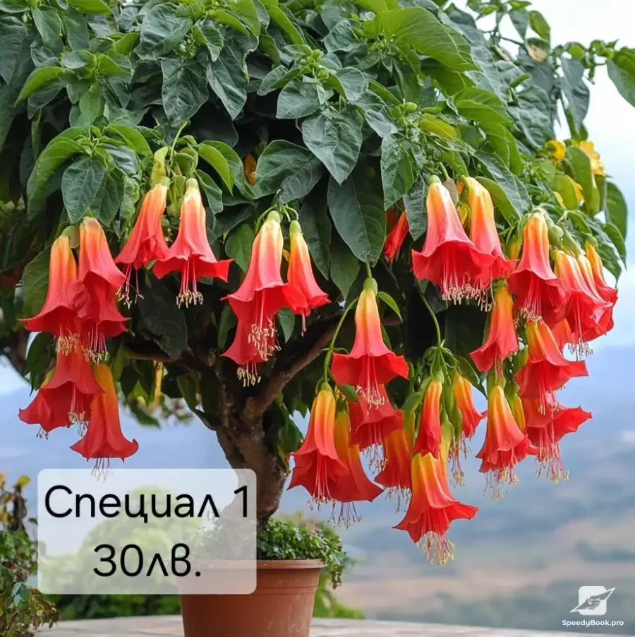 Бругманзия