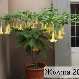 Brugmansia