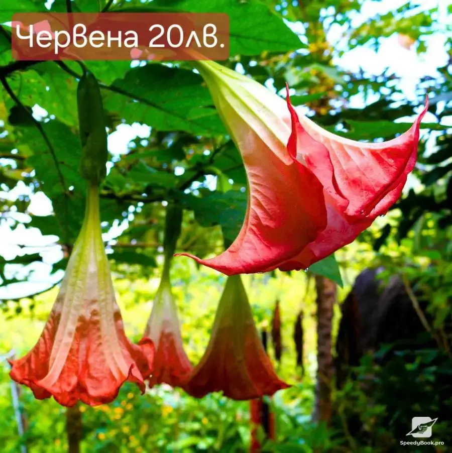 Бругманзия