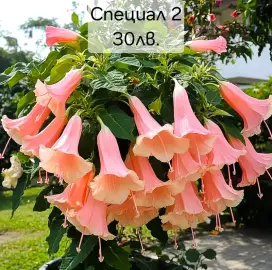 Brugmansia