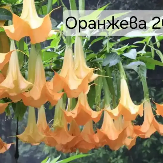 Бругманзия