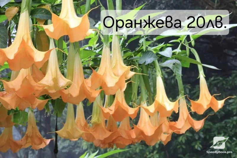 Brugmansia