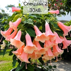 Brugmansia