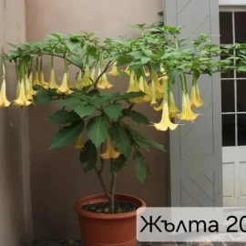 Brugmansia