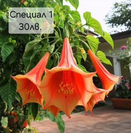 Brugmansia