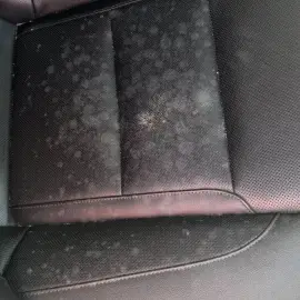 Car detailing, upholstery, carpet, and mattress cleaning