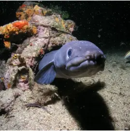 “Blue Abyss” Diving Club – Scuba Diving Training and Certification
