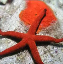 “Blue Abyss” Diving Club – Scuba Diving Training and Certification