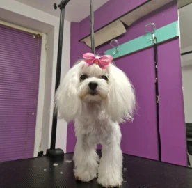RoSSy`s Art Grooming - професионален зоофризьор