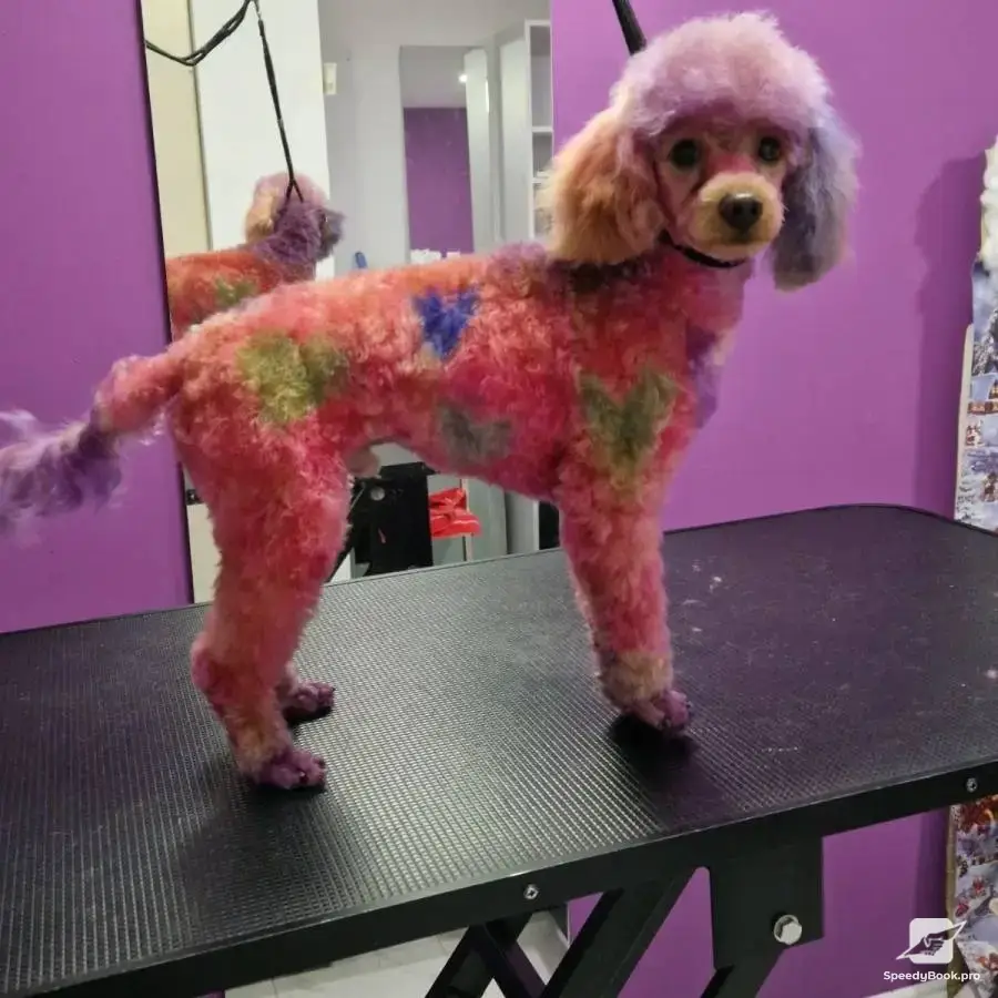 RoSSy`s Art Grooming - професионален груминг за домашни любимци.