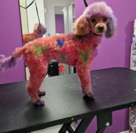 RoSSy`s Art Grooming - професионален зоофризьор