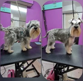 RoSSy`s Art Grooming - професионален зоофризьор