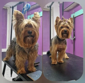 RoSSy`s Art Grooming - професионален зоофризьор