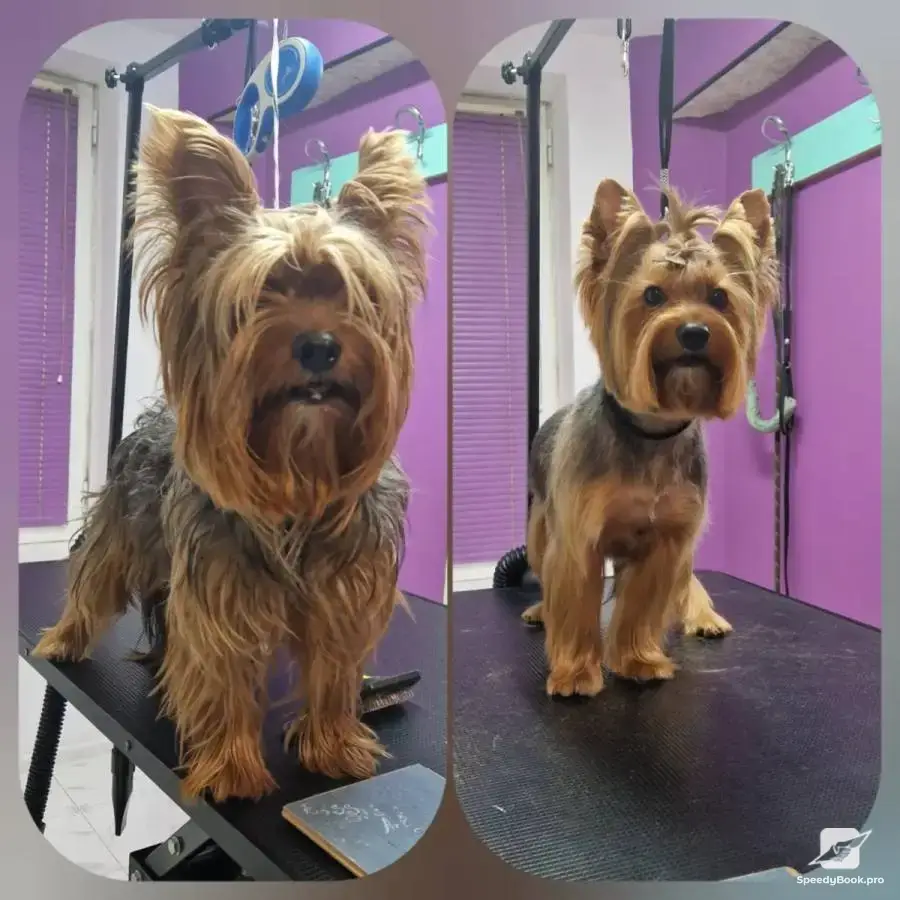 RoSSy`s Art Grooming - професионален груминг за домашни любимци.