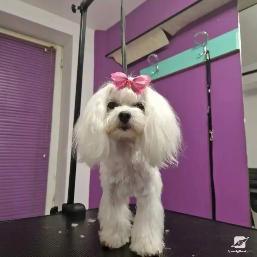RoSSy`s Art Grooming - професионален груминг за домашни любимци.