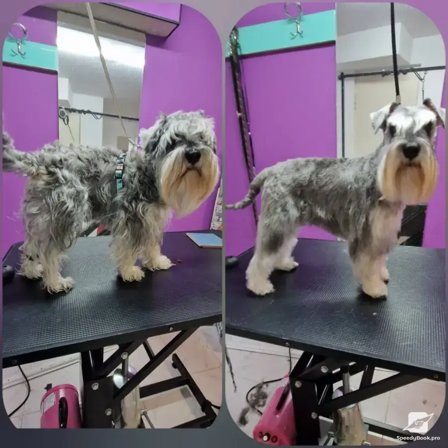 RoSSy`s Art Grooming - професионален груминг за домашни любимци.