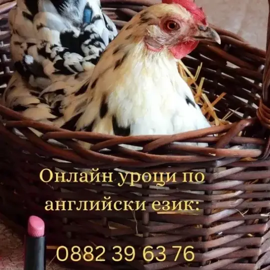 Online English lessons