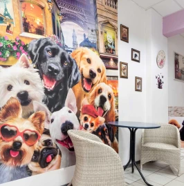 Dog Grooming Spa Salon