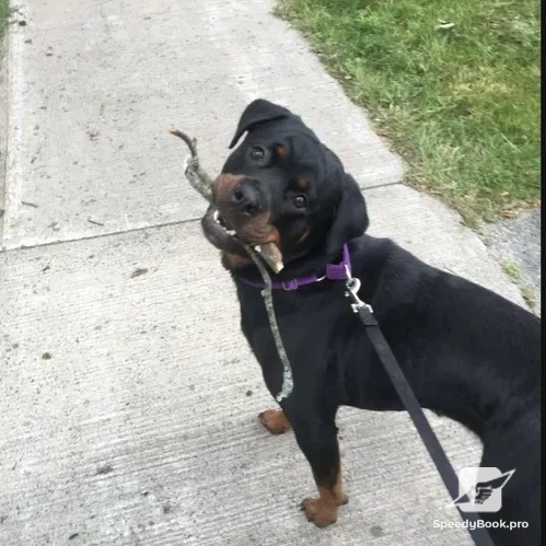Dog walking