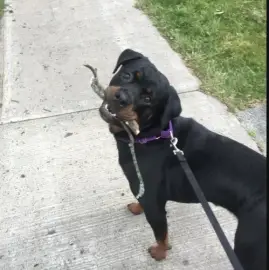 Dog walking
